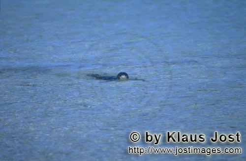 Hawaiian monk seal/Monachus schauinslandi        Hawaiian monk seal at the water surface of an atoll