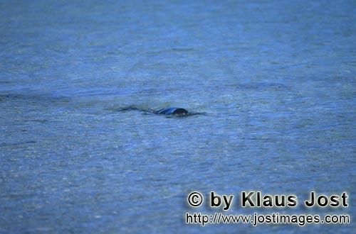 Hawaiianische Moenchsrobbe/Hawaiian monk seal/Monachus schauinslandi        Hawaiian monk seal (Mona