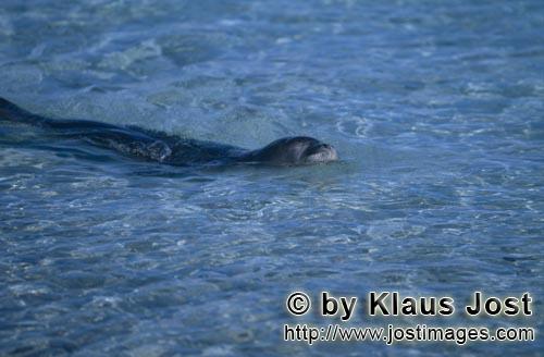 Hawaiian monk seal/Monachus schauinslandi        Hawaiian monk seal (Monachus schauinslandi)        