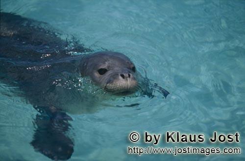 Hawaiian monk seal/Monachus schauinslandi        Hawaiian monk seal swims in front of an Pacific ato
