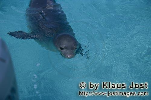 Hawaiian monk seal/Monachus schauinslandi        Hawaiian monk seal: an endangered marine mammal