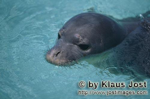 seal animal. A Hawaiian monk seal (Monachus