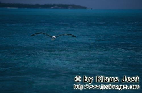 Laysan-Albatros/Laysan albatross/Diomedea immutabilis        Flying Laysan albatross        