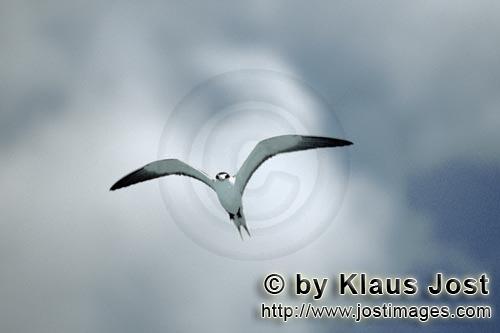 Sooty Tern/Sterna fuscata oahuensis            Sooty Tern against white clouds        