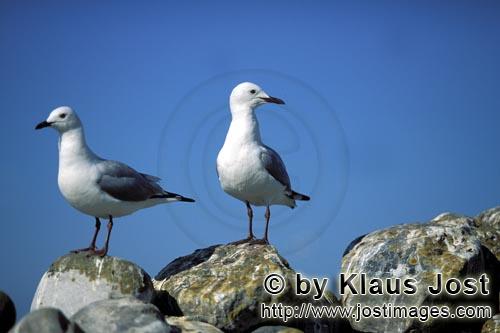 Hartlaubmoewe/Hartlaub´s gull/Larus hartlaubii        Hartlaub´s gulls on rocks        Diese sc