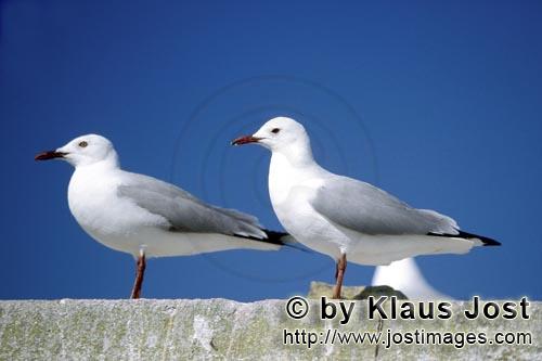 Hartlaub´s gull/Larus hartlaubii        Zwo Hartlaub´s gulls        This beautiful gull species