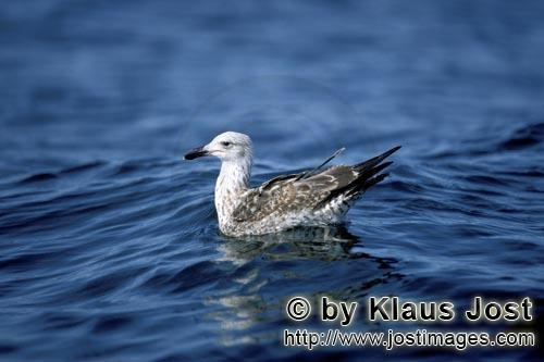 Dominikanermoewe/Kelp gull/Larus dominicanus        Young Kelb gull on the sea    