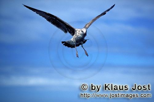 Dominikanermoewe/Kelp gull/Larus dominicanus        Flying young Kelp gull        