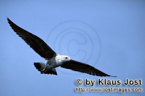 Kelp gull/Larus dominicanus        Flying young Kelp gull        The Kelp Gull is one of the 