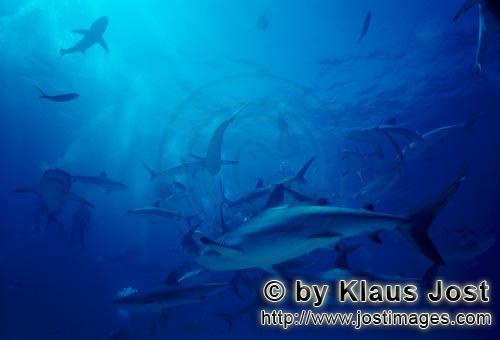 vKaribischer Riffhaie/Caribbean Reef Sharks/Carcharhinus perezi    Schwarzspitzenhaie/Blacktip Sharks