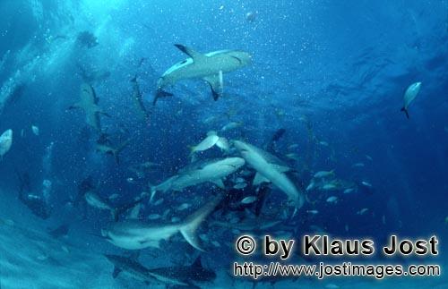 Karibischer Riffhaie/Caribbean Reef Sharks/Carcharhinus perezi    Schwarzspitzenhaie/Blacktip Sharks/