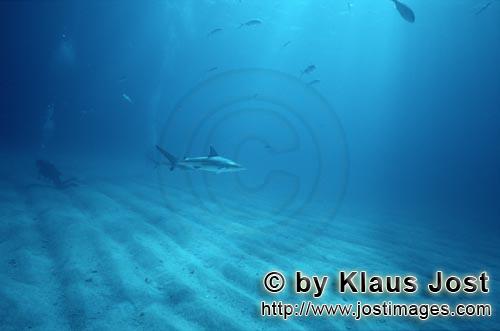 Schwarzspitzenhai/Blacktip Shark/Carcharhinus limbatus         Blacktip shark (Carcharhinus lim