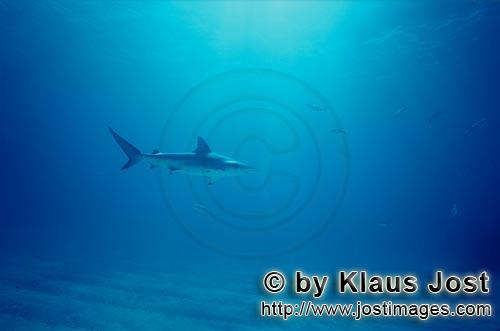 Schwarzspitzenhai/Blacktip shark/Carcharhinus limbatus        Blacktip shark over sandy seabed    