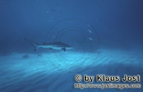 Blacktip Shark/Carcharhinus limbatus        Blacktip shark glides over the bright sea-bottom        