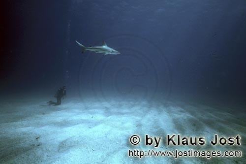 Blacktip shark/Carcharhinus limbatus        Blacktip shark (Carcharhinus limbatus)        Blackti