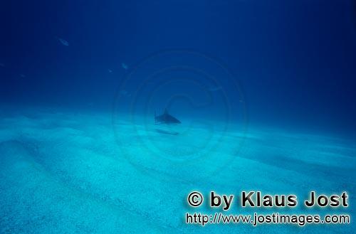 Karibischer Riffhai/Caribbean reef shark/Carcharhinus perezi        Caribbean reef shark             