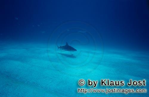 Karibischer Riffhai/Caribbean reef shark/Carcharhinus perezi        Caribbean reef shark         