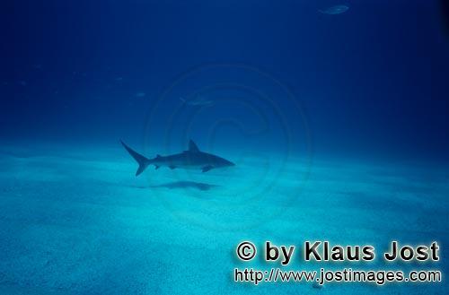 Karibischer Riffhai/Caribbean reff shark/Carcharhinus perezi        Caribbean Reffshark                 