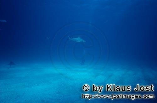 Schwarzspitzenhai/Blacktip shark/Carcharhinus limbatus        Blacktip shark and diver        Bla