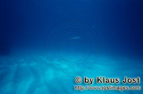 Blacktip shark/Carcharhinus limbatus        Black tip shark over sandy sea bottom        Blacktip