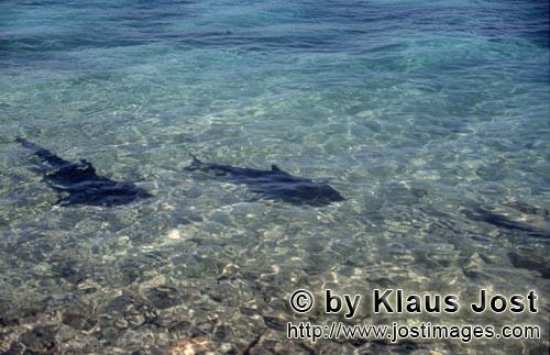 Bullenhai/Bull Shark/Carcharhinus leucas        Bull Sharks (Carcharhinus leucas)	        