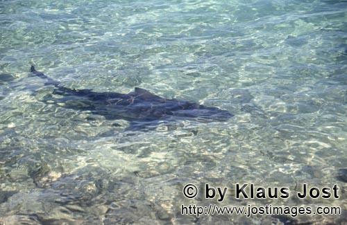 Bull Shark/Carcharhinus leucas        Bull shark in the beach area	        Together with the Tiger S
