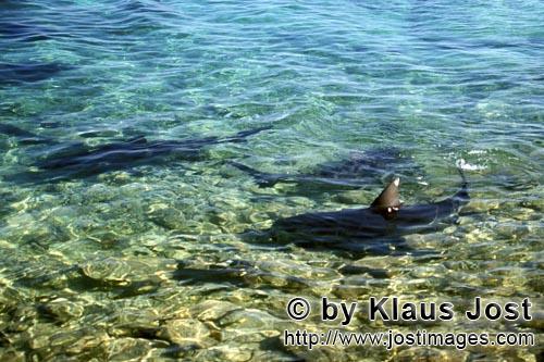 Bullenhai/Bull shark/Carcharhinus leucas        Bull Shark in the shallow water at the Shark Beach</