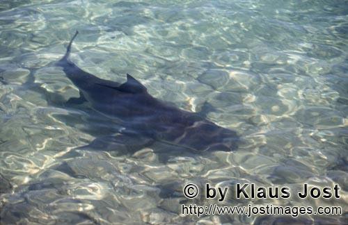 Bull Shark/Carcharhinus leucas        Bull shark right on the beach        Together with the Tiger S