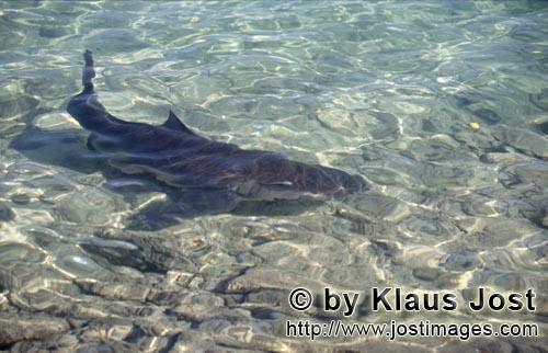Bull Shark/Carcharhinus leucas        Bull shark in the knee-deep water        Together with the Tig