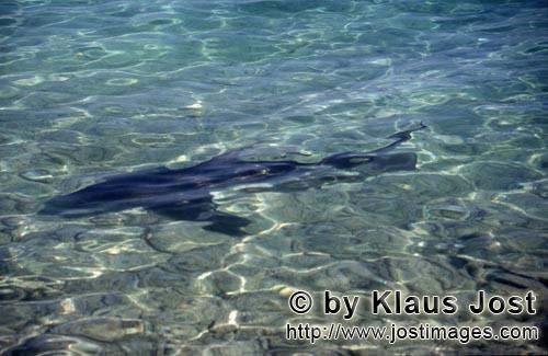 Bull Shark/Carcharhinus leucas        Bull shark in shallow water on the beach        Together with 