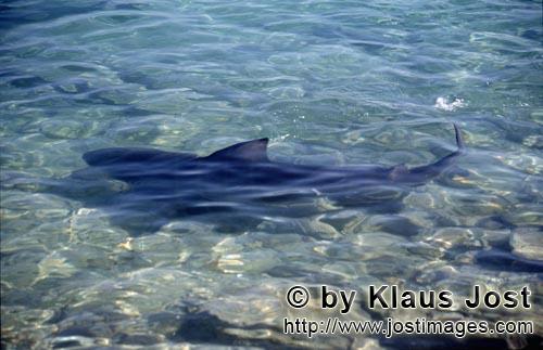 Bullenhai/Bull Shark/Carcharhinus leucas        Bull Shark in shallow water        Together with the