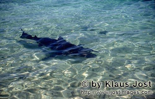 Bullenhai/Bull Shark/Carcharhinus leucas        Bull shark on beach	        Together with the Tiger 
