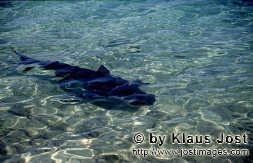 Bullenhai/Bull Shark/Carcharhinus leucas        Bull Shark in shallow water        Together with the