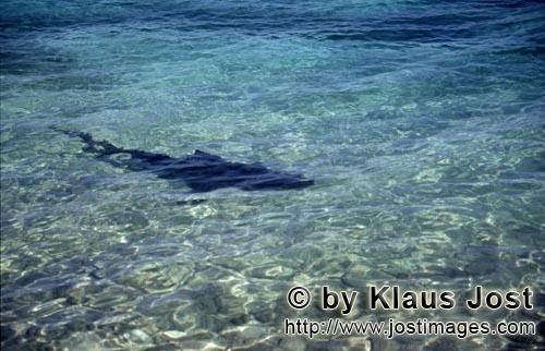 Bullenhai/Bull Shark/Carcharhinus leucas        Bull Shark (Carcharhinus leucas)        
