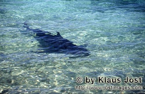 Bullenhai/Bull Shark/Carcharhinus leucas        Bull Shark (Carcharhinus leucas)        