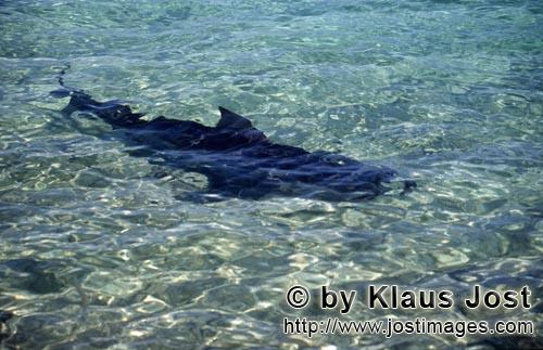 Bullenhai/Bull Shark/Carcharhinus leucas        Bull Shark (Carcharhinus leucas)    