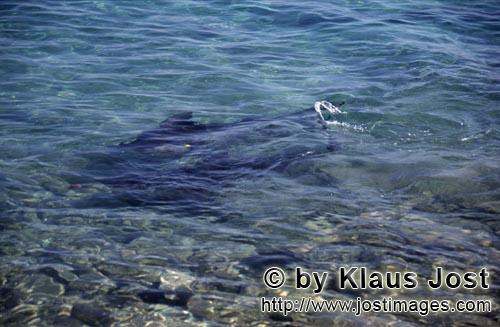 Bullenhai/Bull Shark/Carcharhinus leucas        Bull Sharks in shallow water        Together with th