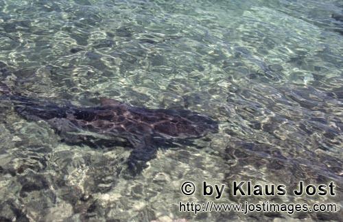 Bullenhai/Bull Shark/Carcharhinus leucas        Bull Shark (Carcharhinus leucas)        Together wit