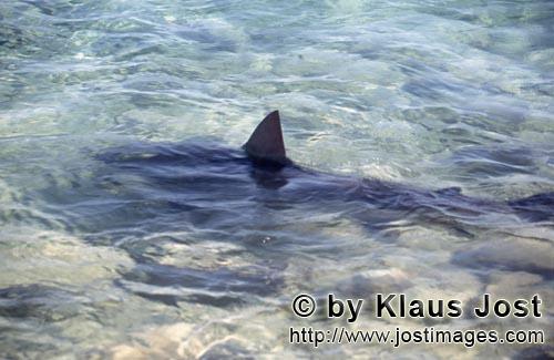 Bullenhai/Bull Shark/Carcharhinus leucas        Dorsal fin Bull Shark        