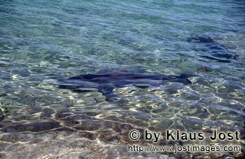 Bullenhai/Bull Shark/Carcharhinus leucas        Bull Sharks in shallow water        