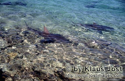 Bullenhai/Bull Shark/Carcharhinus leucas        Striking bull shark dorsal fin        Together with 
