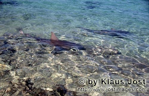 Bullenhai/Bull Shark/Carcharhinus leucas        Bull Sharks (Carcharhinus leucas)	        