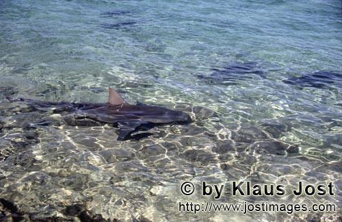Bullenhai/Bull Shark/Carcharhinus leucas        Bull Shark in shallow water         Together with th