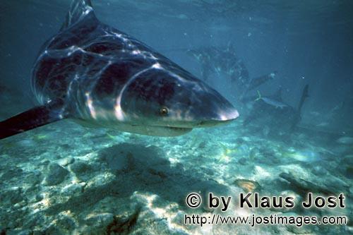 Bull shark/Carcharhinus leucas        Foraging Bull Shar off the Shark Beach        Together with th