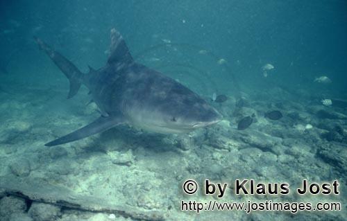 Bullenhai/Bull Shark/Carcharhinus leucas        Full of interest, a bull shark approaching        To