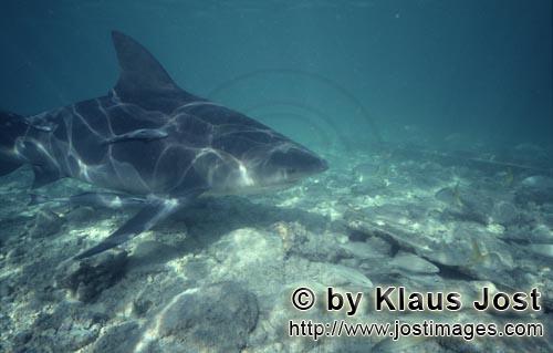 Bullenhai/Bull shark/Carcharhinus leucas        Bull shark (Carcharhinus leucas)        Together wit