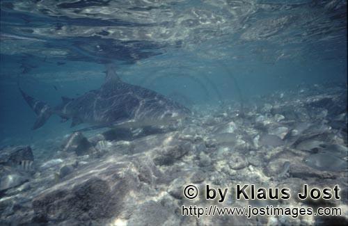 Bullenhai/Bull Shark/Carcharhinus leucas      Bullenhai ueber steinigem Untergrund   <b