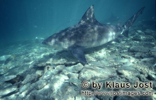 Bullenhai/Bull shark/Carcharhinus leucas        Bull shark in the shallow water area        Together