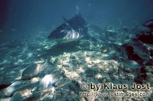 Bullenhai/Bull shark/Carcharhinus leucas        Bull Shark swimming close to the seabed        Ein B