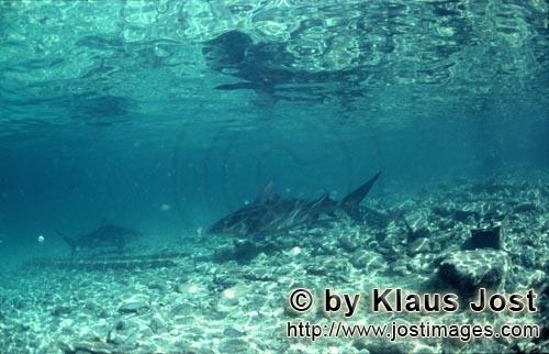 Bull Shark/Carcharhinus leucas        Bull sharks patrol over rocky ground        Together with the 